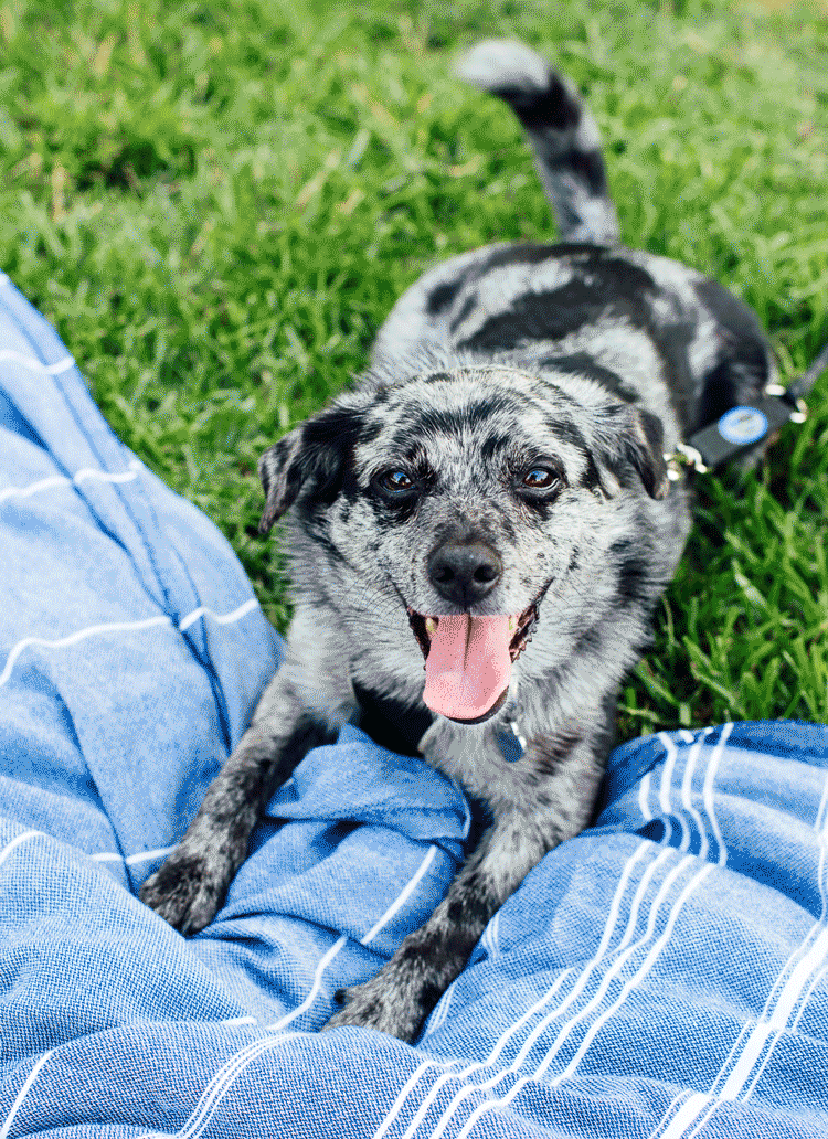 dog wagging her tail